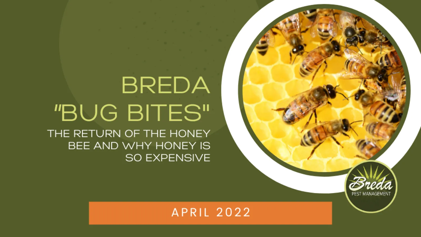 honey bees on honeycomb BREDA bug bites