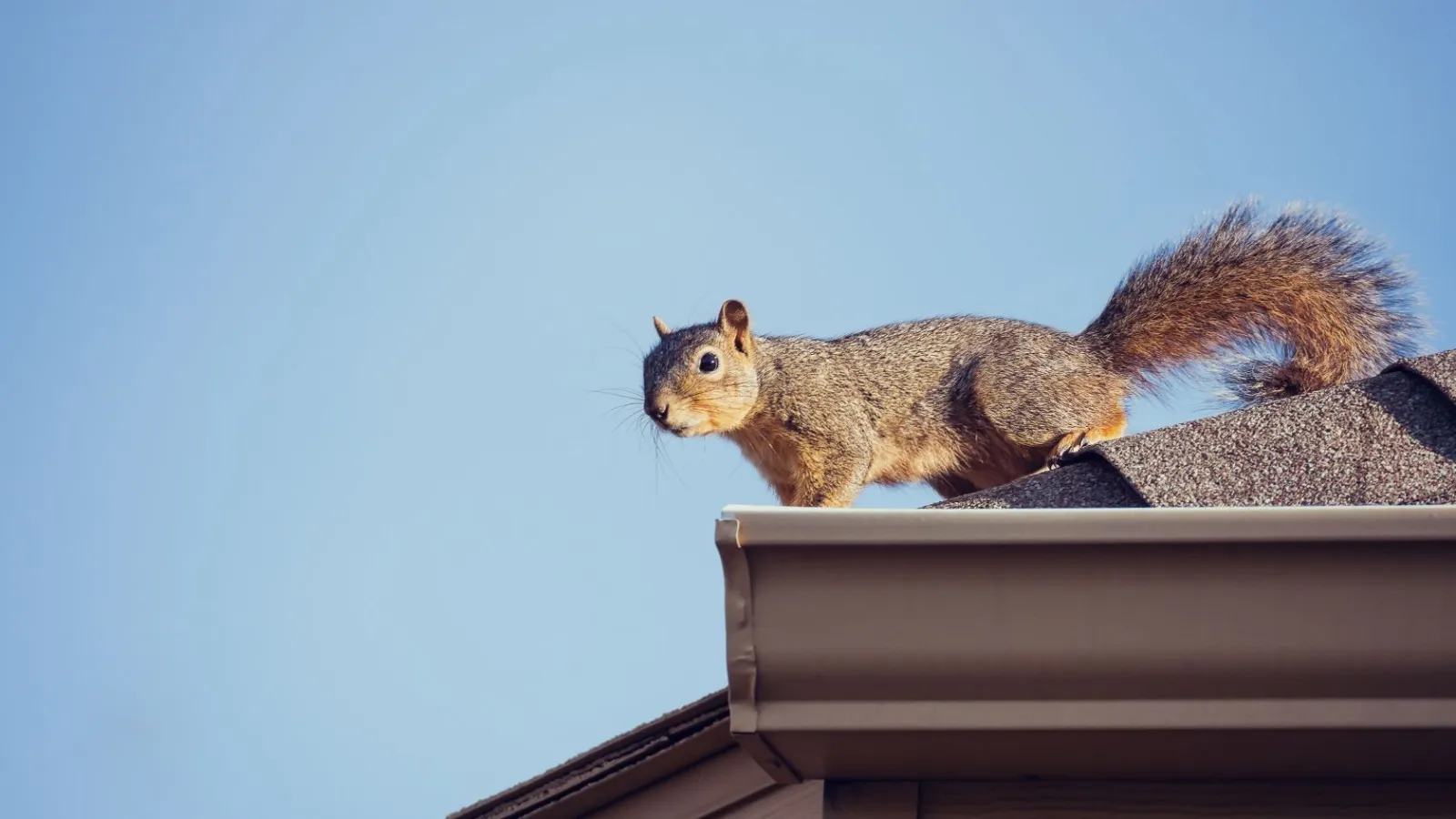 a squirrel sitting on top of a building