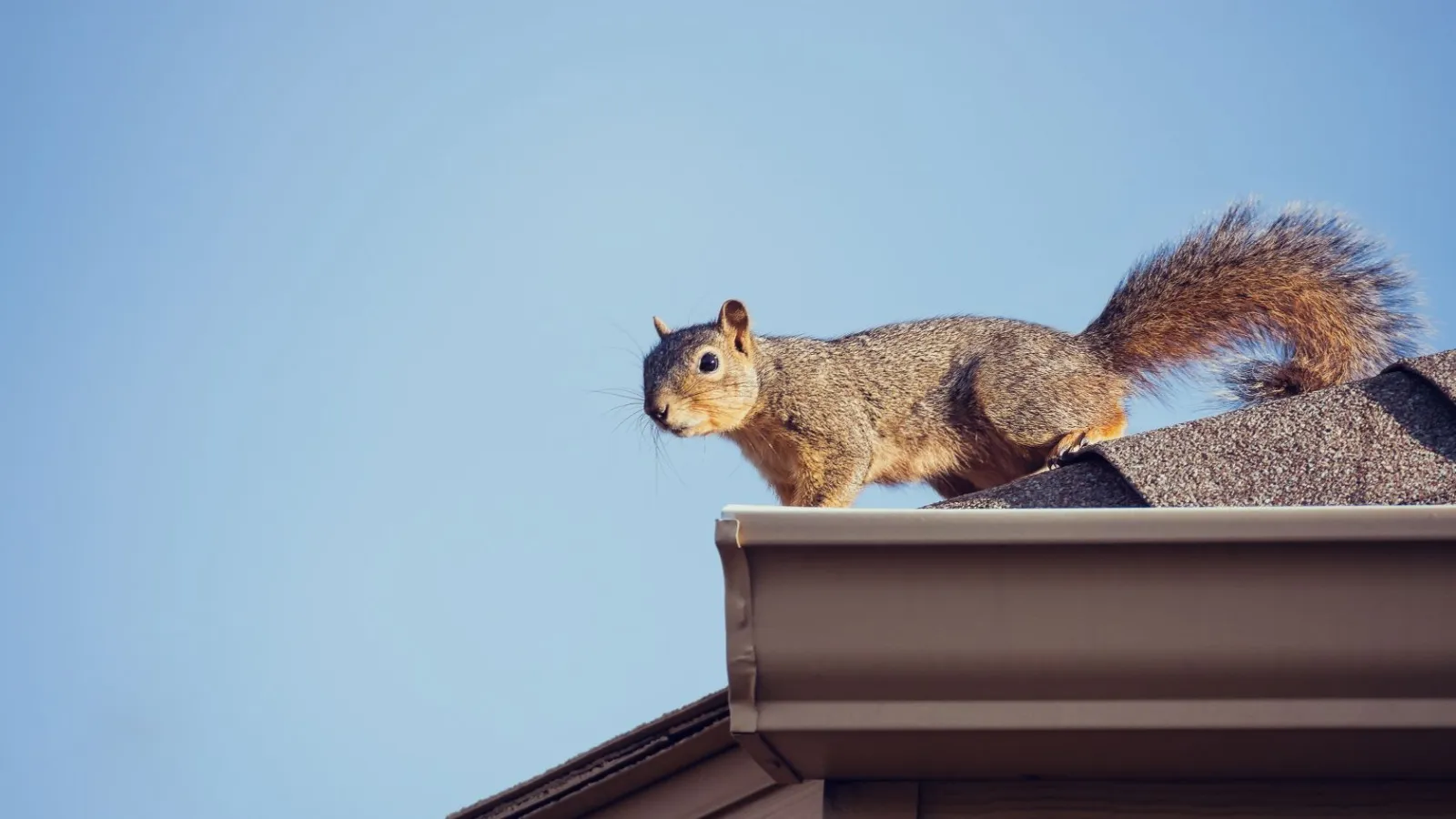 Flying Squirrel Control & Treatments in Atlanta GA