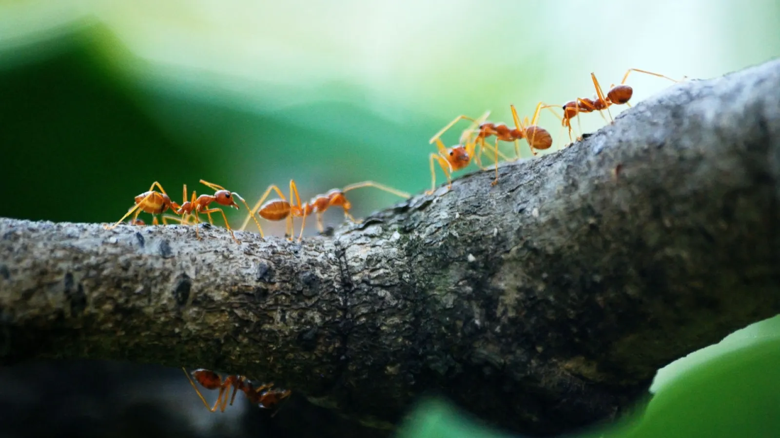 a group of red ants crawling on a branch