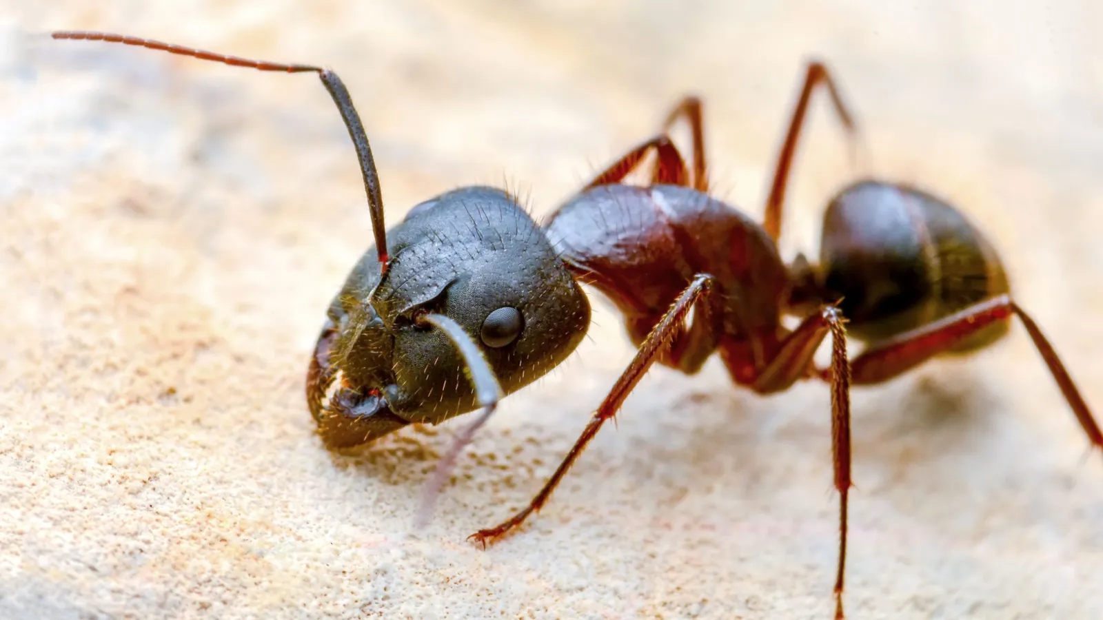 close up of an ant