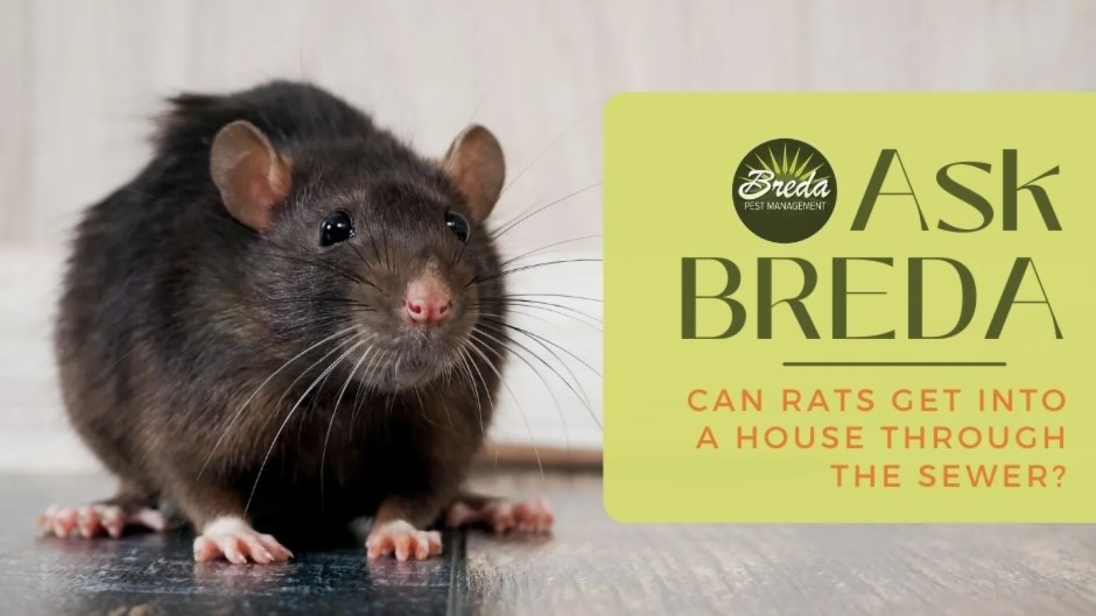 breda offers rodent extermination services