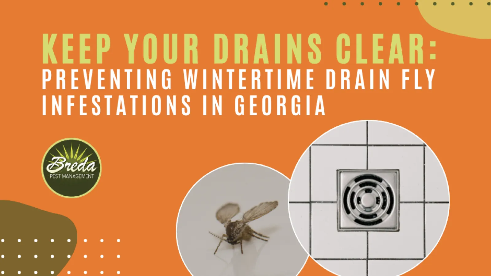 drain fly problems in wintertime in Georgia