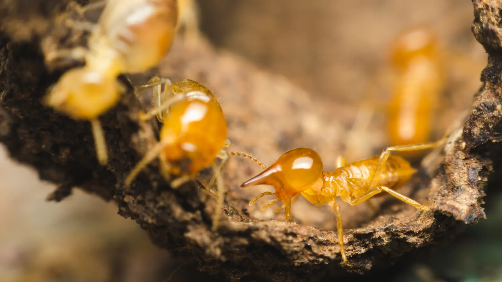 Termite Control Services