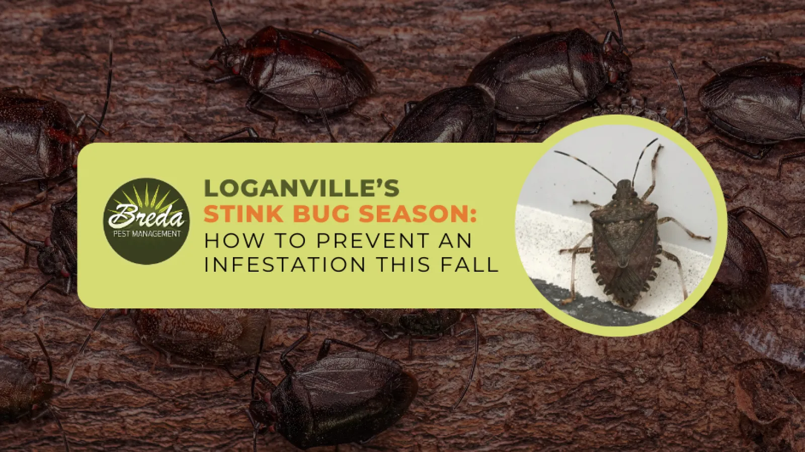 stink bug control Loganville