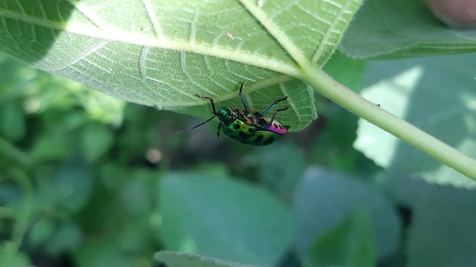 a bug on a leaf