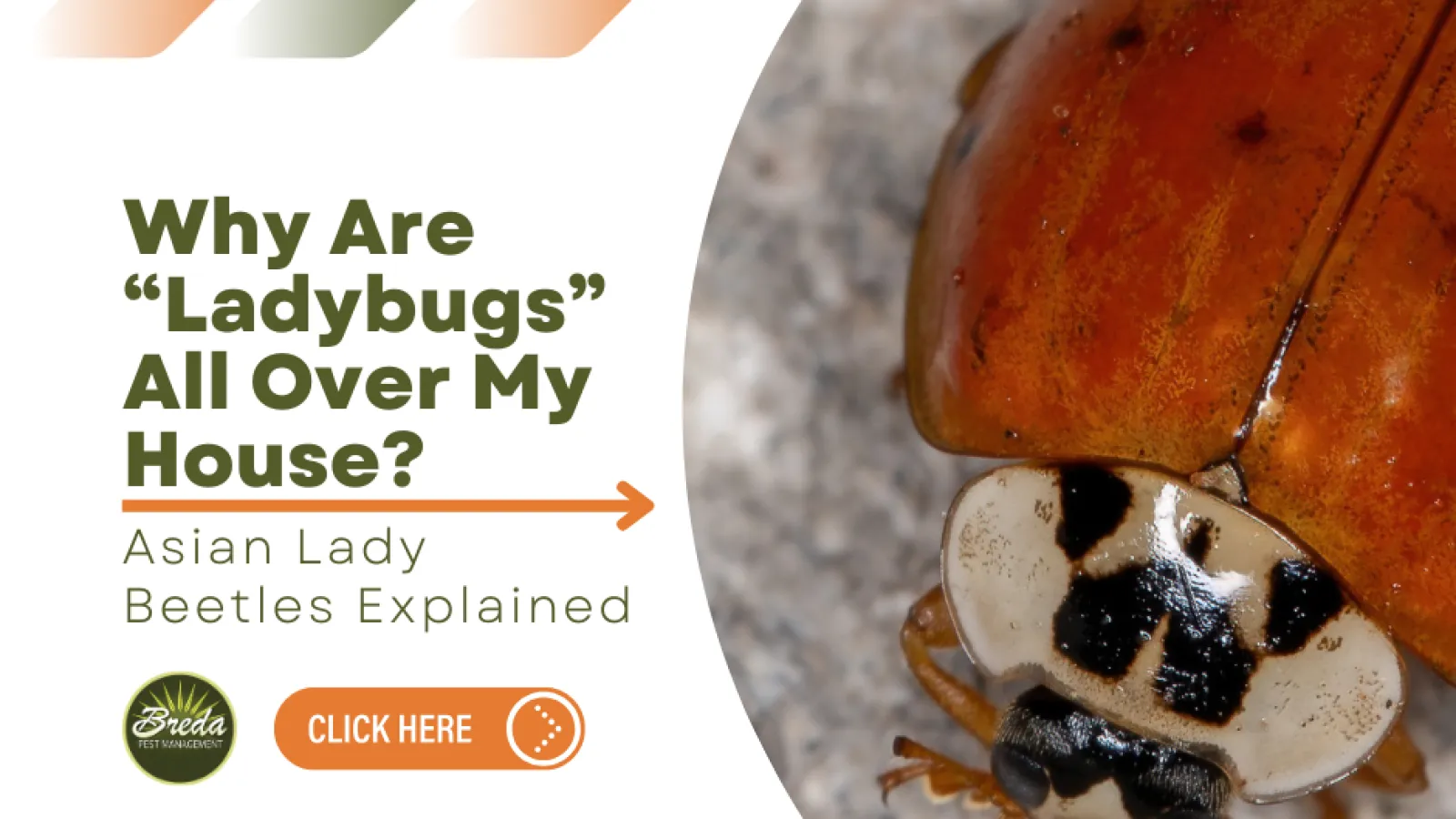 Close-up of an Asian lady beetle on a gray surface with text about why ladybugs appear in homes.