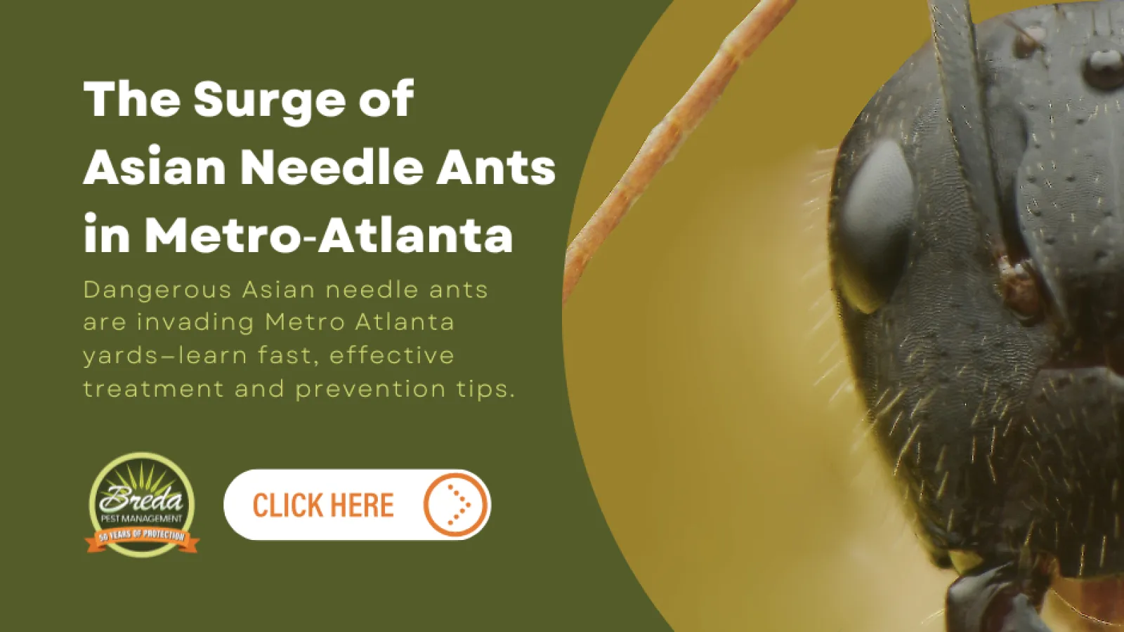 Close-up of Asian needle ant with text about their surge in Metro-Atlanta and prevention tips from Breda Pest Management.