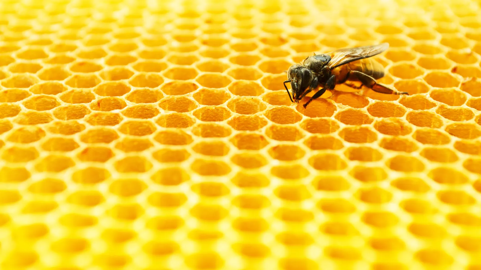 a close up of a honeycomb
