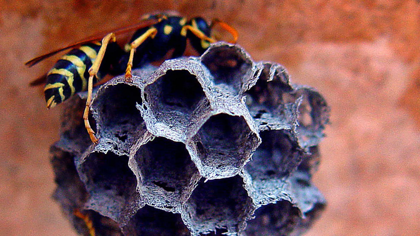 a close up of a nest