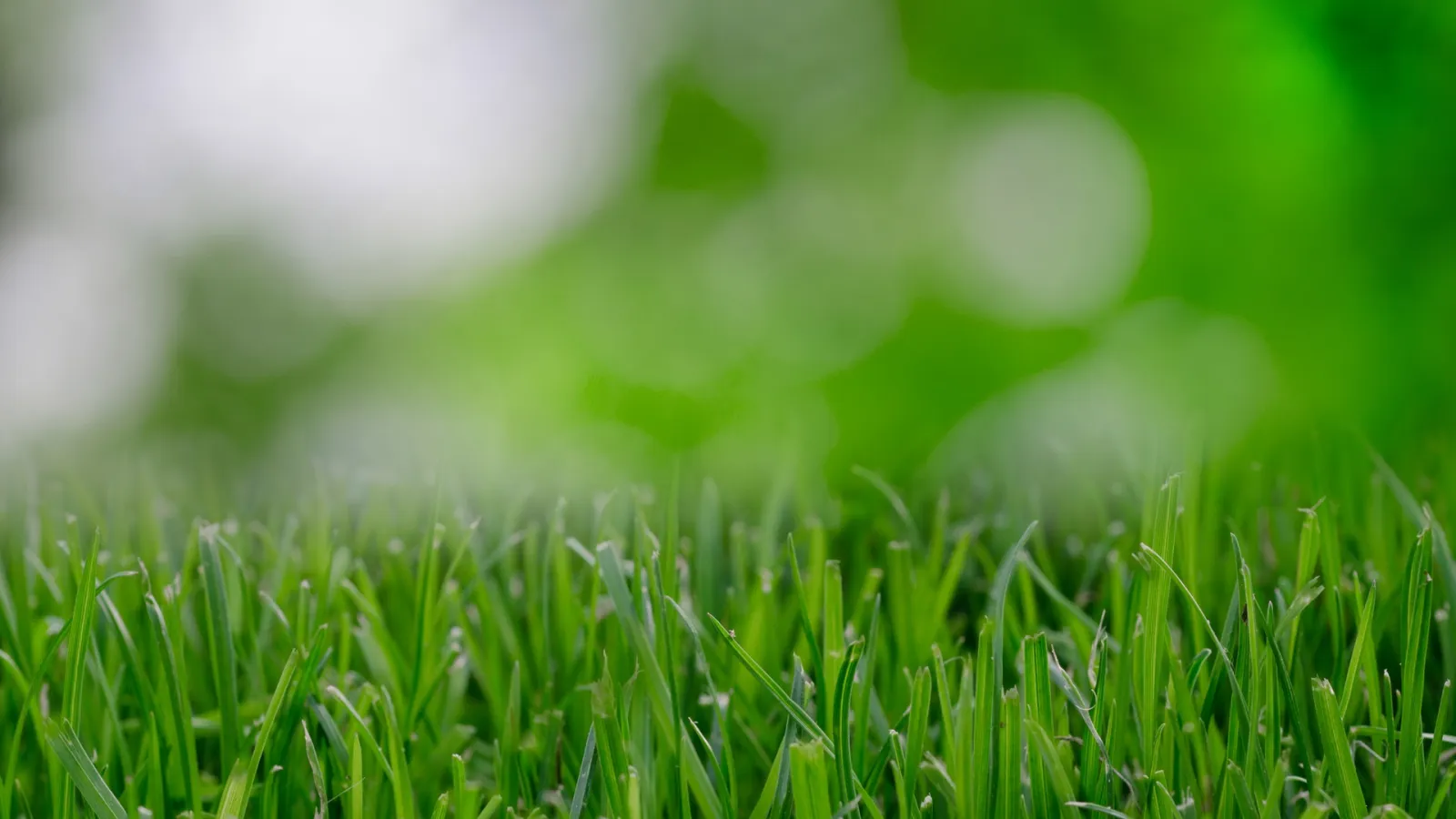 a tall green grass