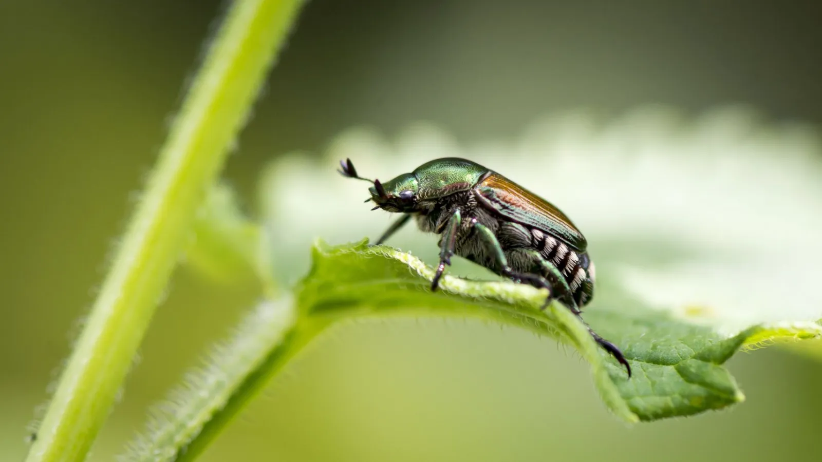 Beetles hero image