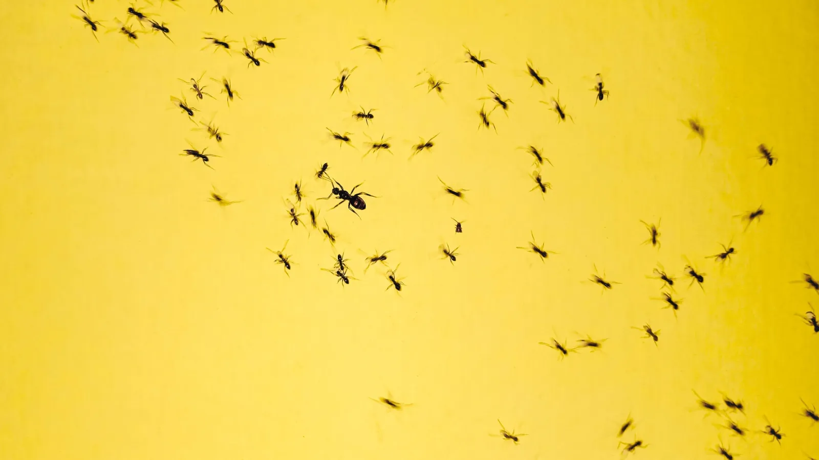 black ants crawling on yellow background