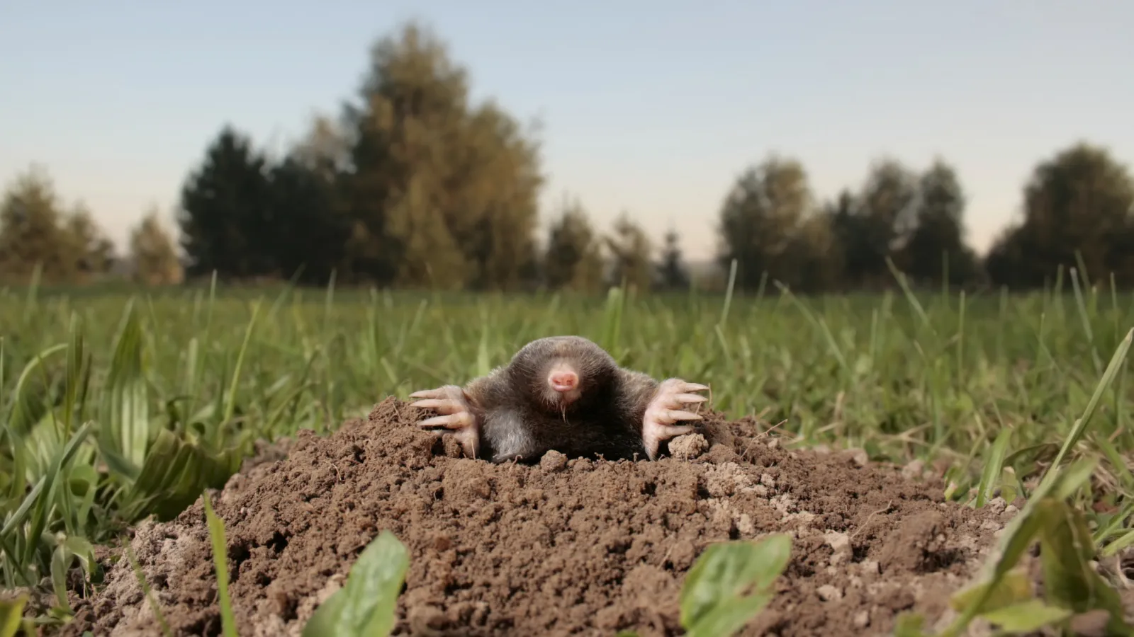 a baby sloth lying in a grassy field