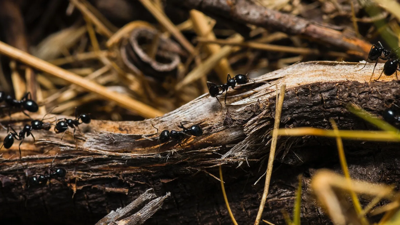 black ants crawling on a branch