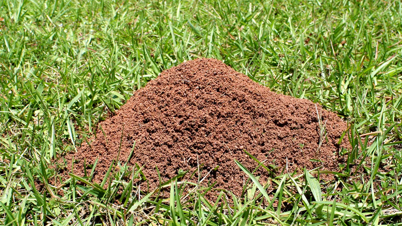 fire ant mound