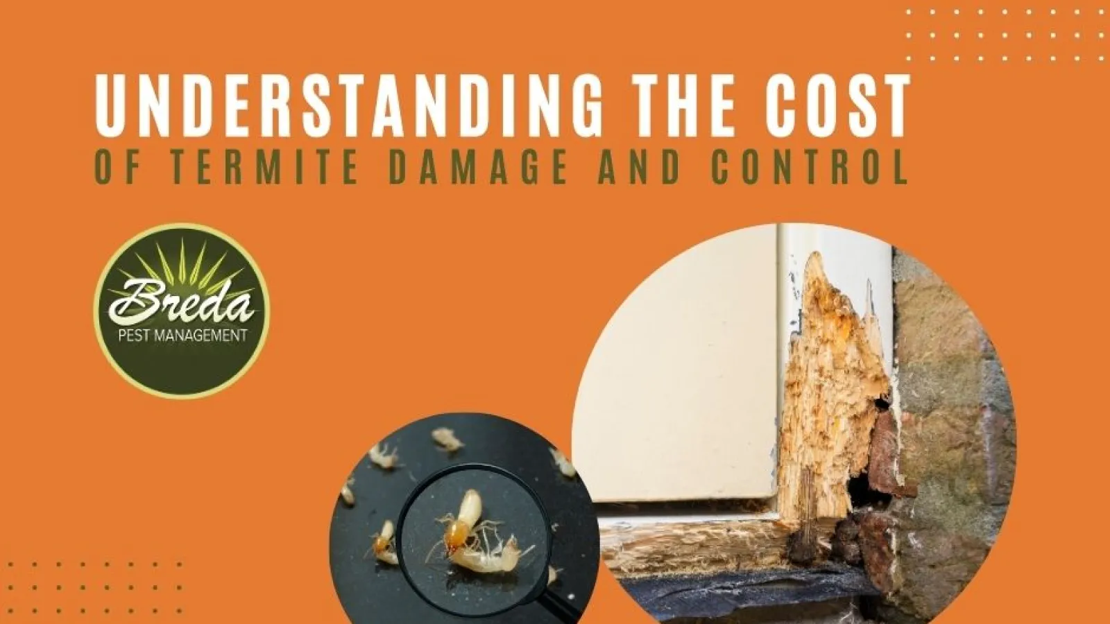 understanding the cost of termite damage and control