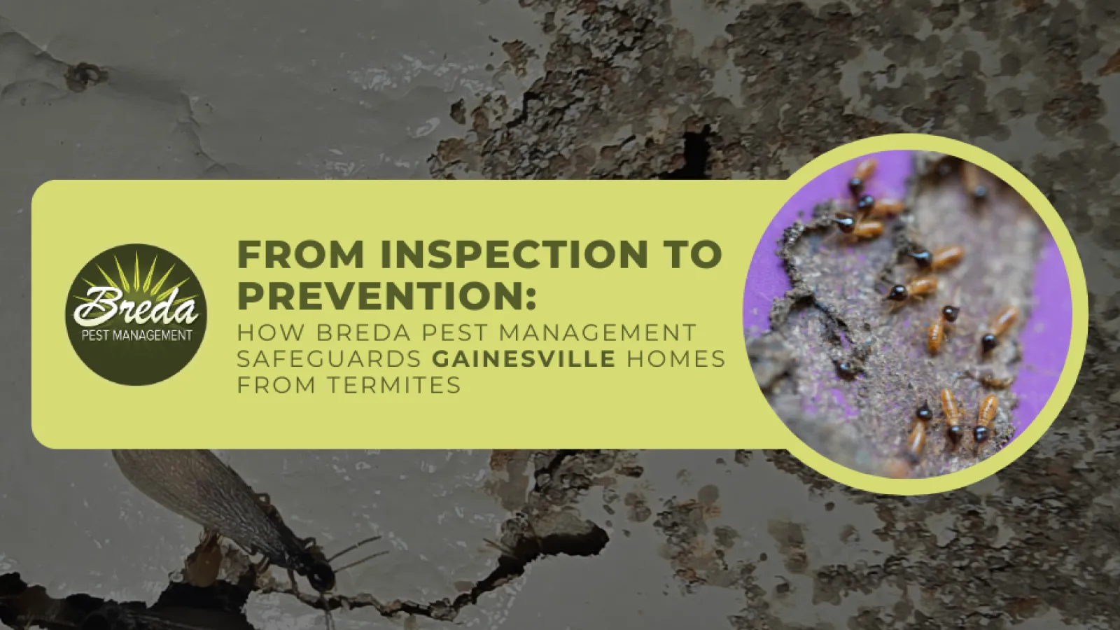 termite prevention and control in gainesville georgia