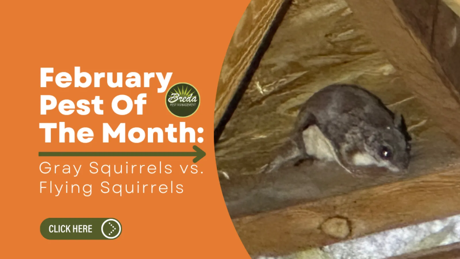 February pest of the month features gray squirrels versus flying squirrels with a small rodent in attic space.