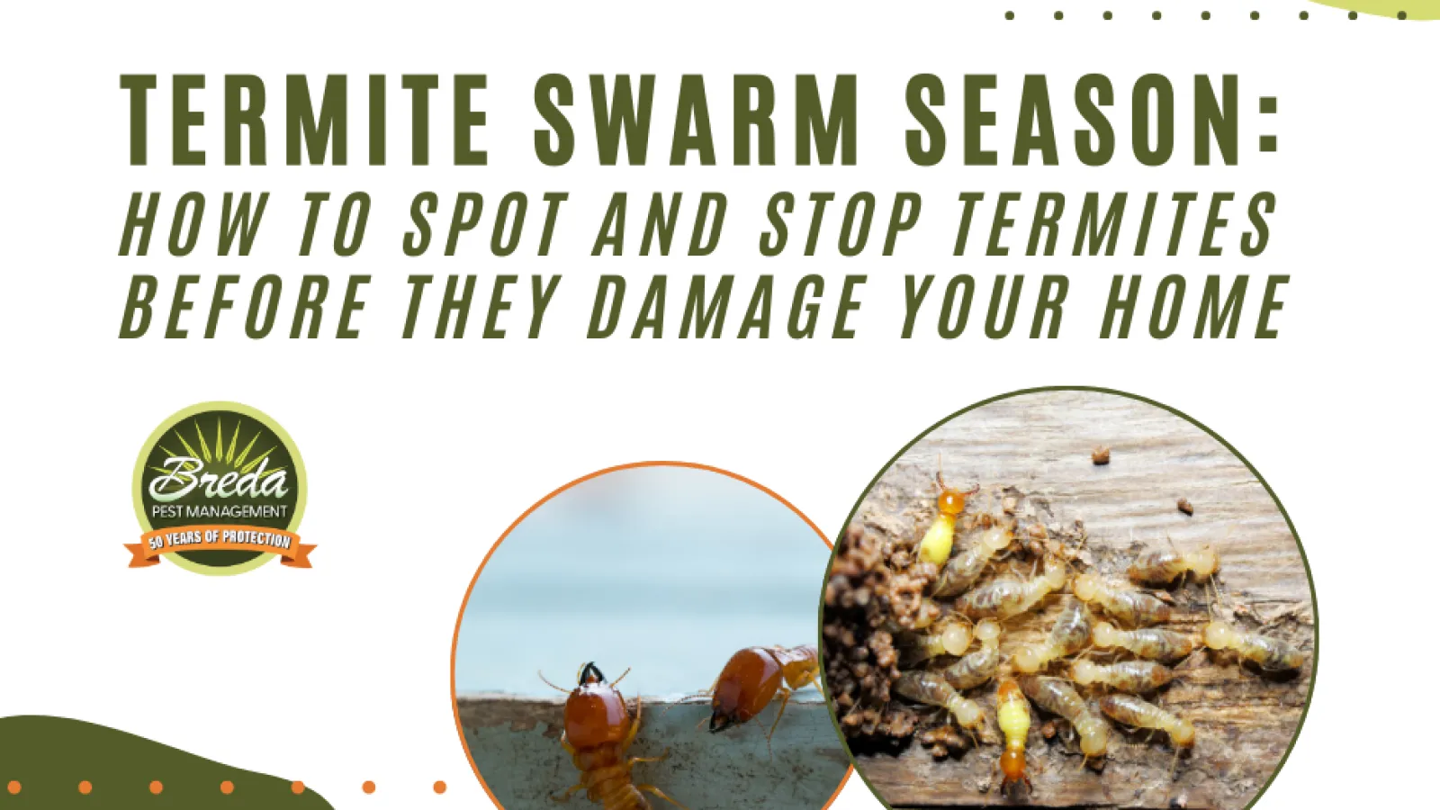 Termite swarm season warning with images of termites and advice on spotting and stopping termite damage.