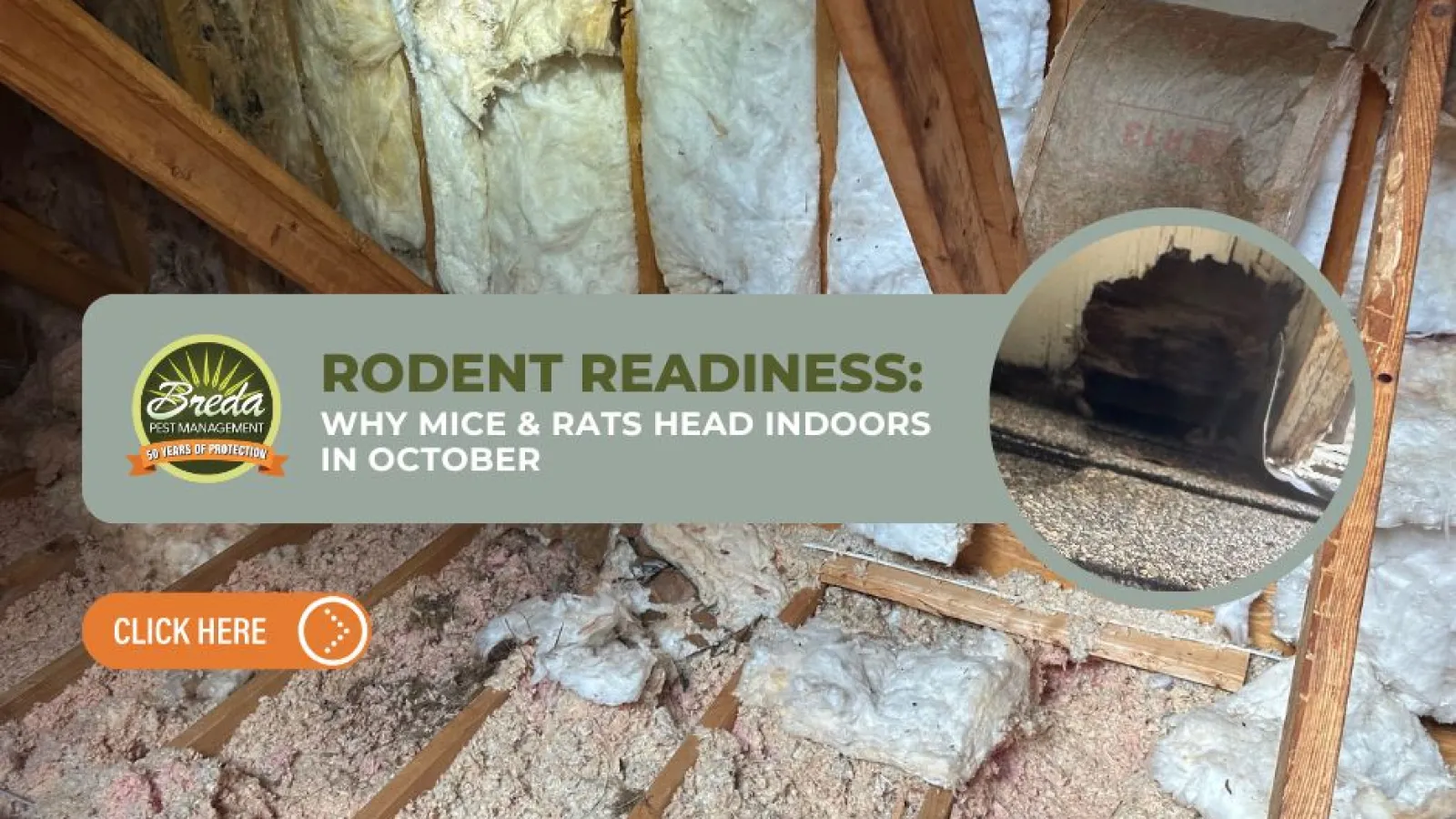 Attic insulation with rodent nest hole inset and text about why mice and rats enter homes in October.