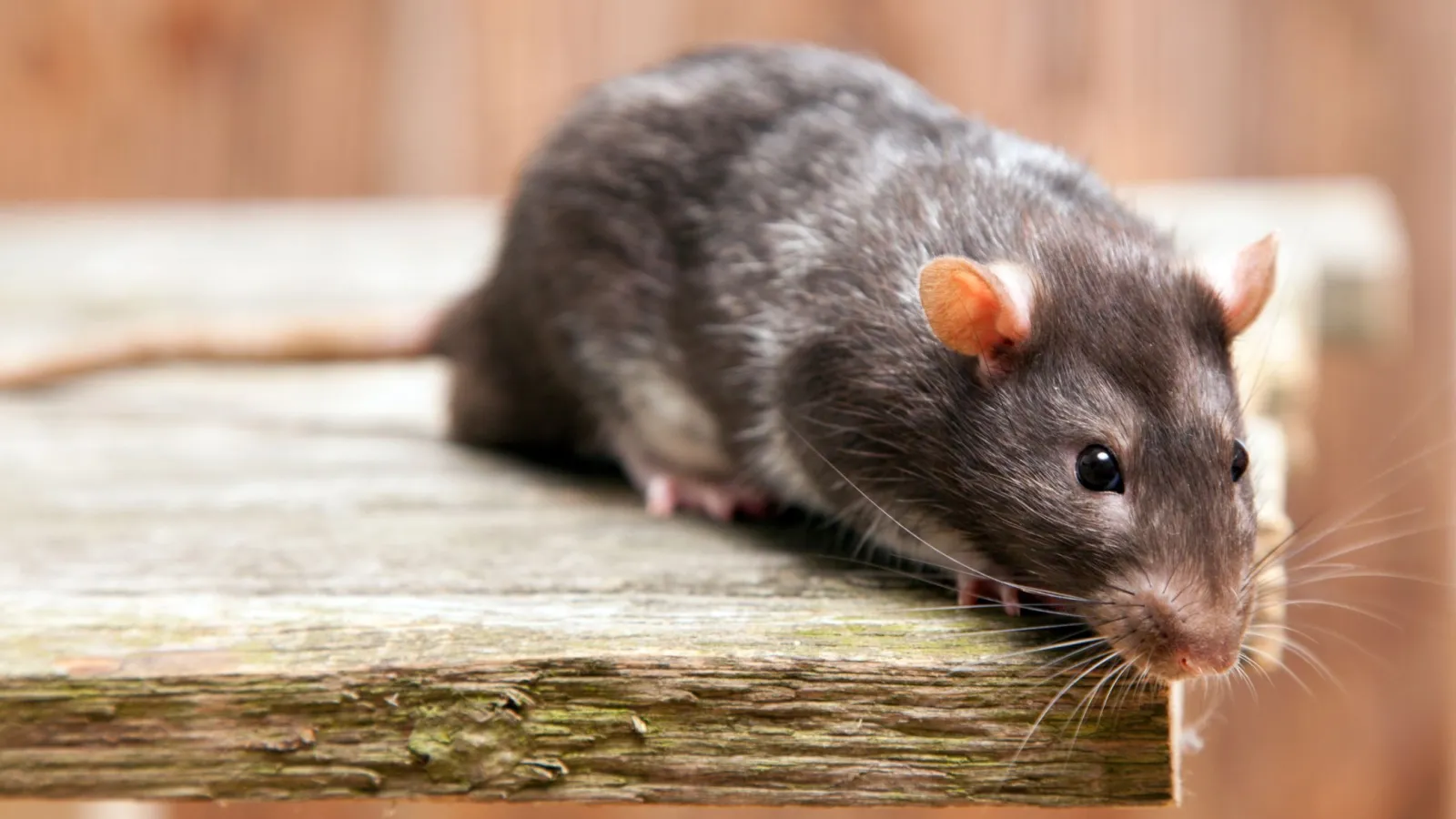 mouse sitting on wooden plank