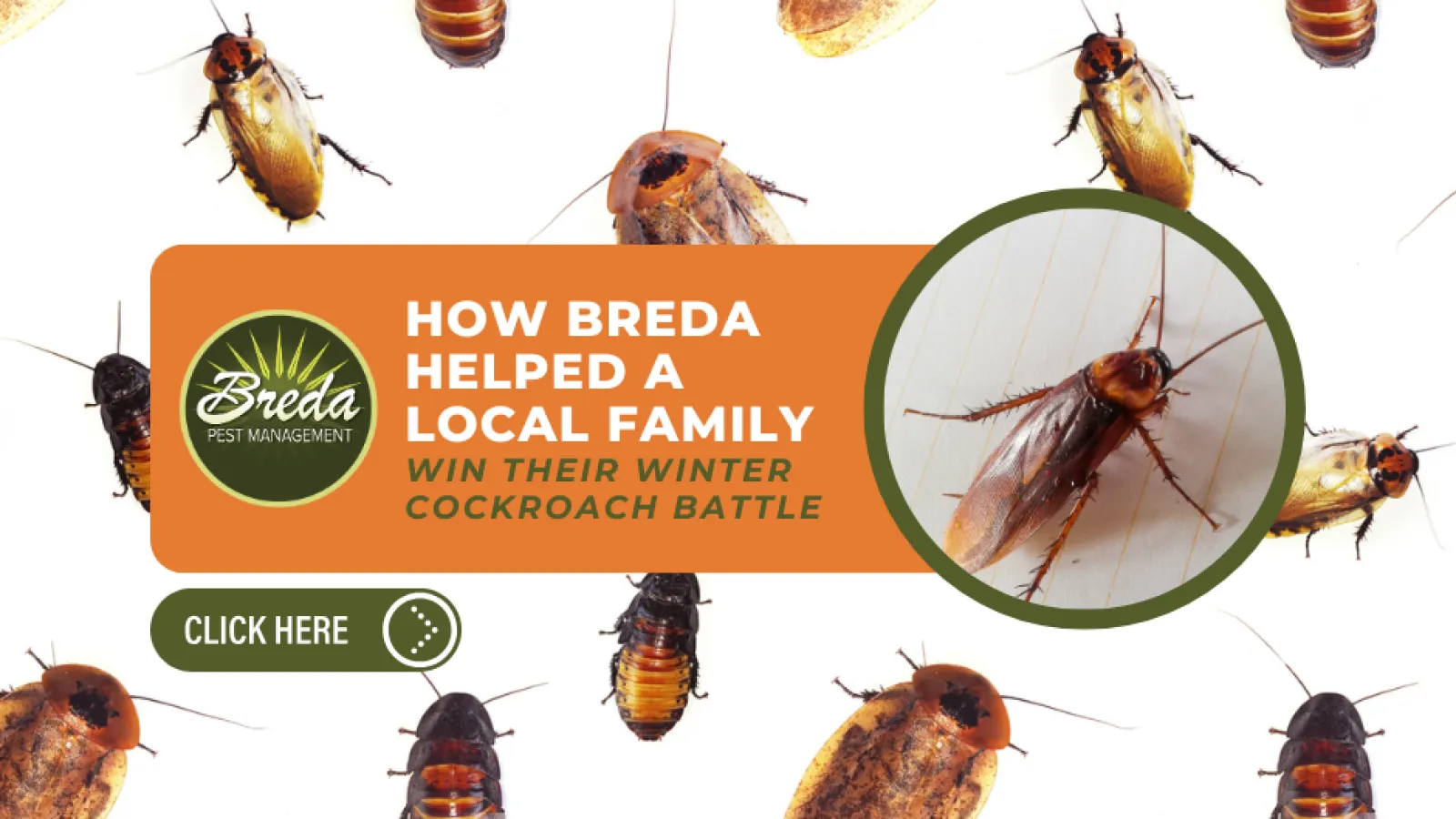 Various cockroaches scattered on a white background with Breda Pest Management's winter cockroach battle ad.
