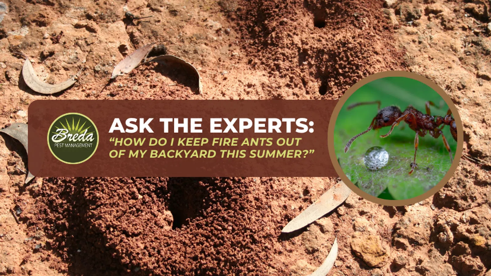 Close-up of a fire ant mound on dry soil with an inset image of a fire ant carrying an egg against a blurred green background.