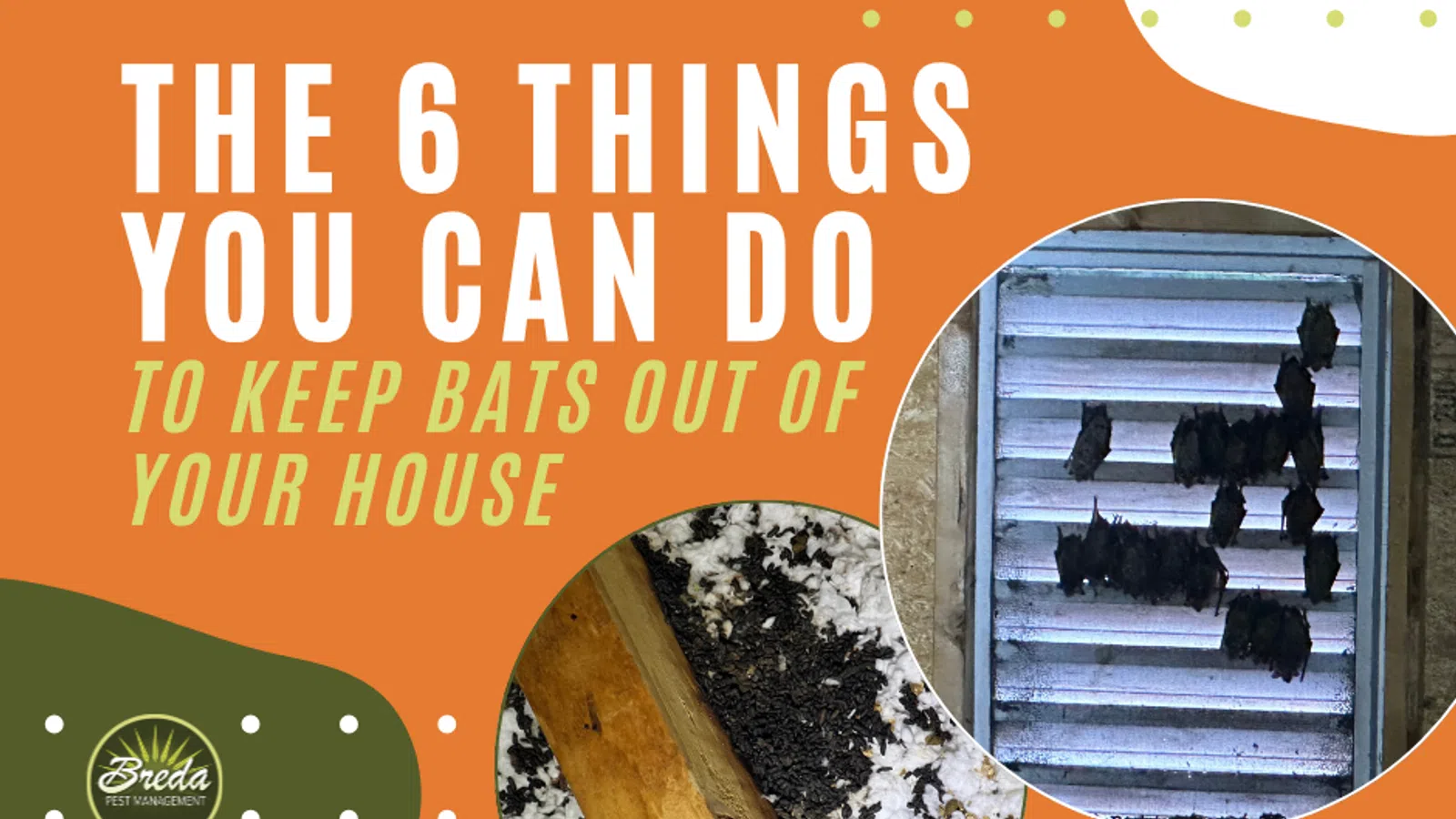 The 6 things to keep bats out of your house with images of bats on a vent and insulation infested with bats.