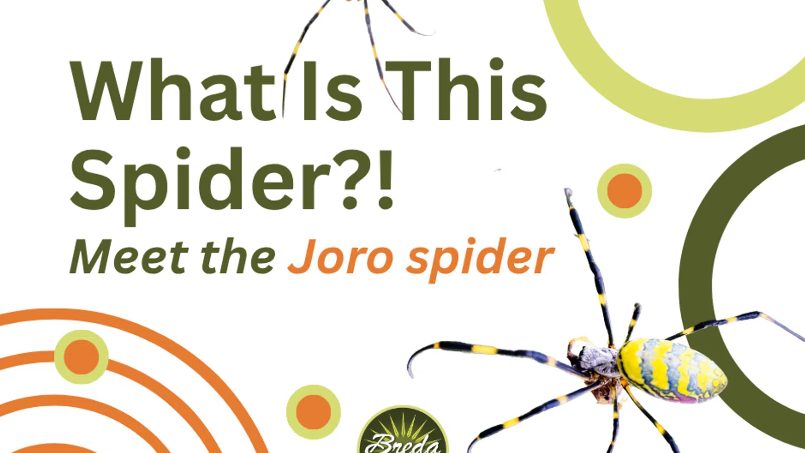 Graphic showing two yellow and black Joro spiders with text introducing the spider and pest management brand.