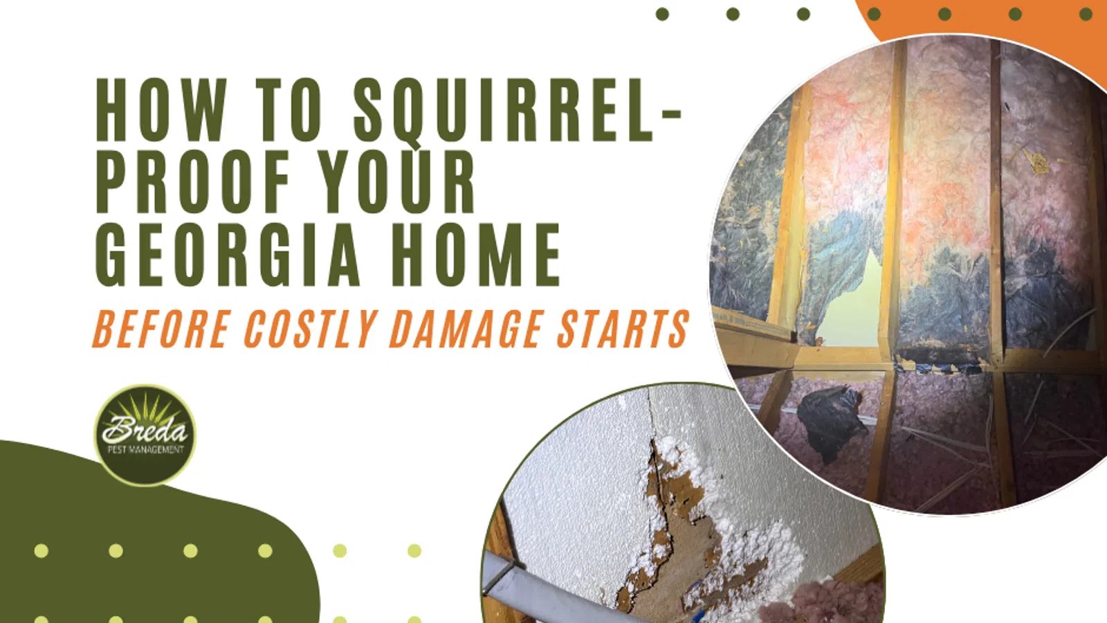 Guide on squirrel-proofing Georgia homes showing attic insulation and wall damage caused by squirrels.