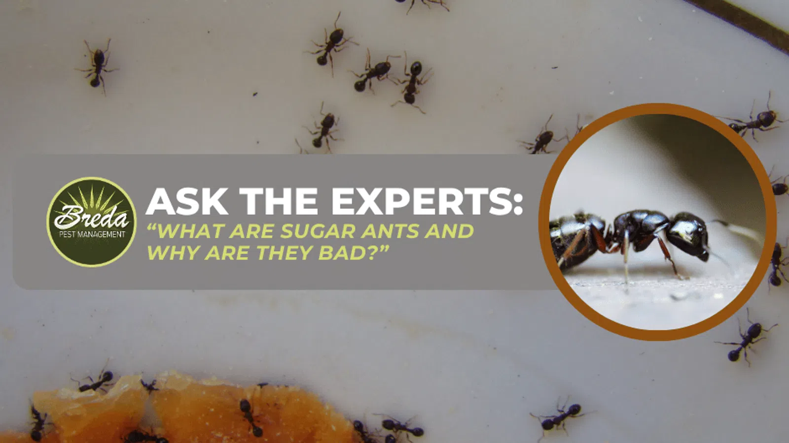 Close-up of sugar ants crawling on food and a white surface with educational text about pest management.