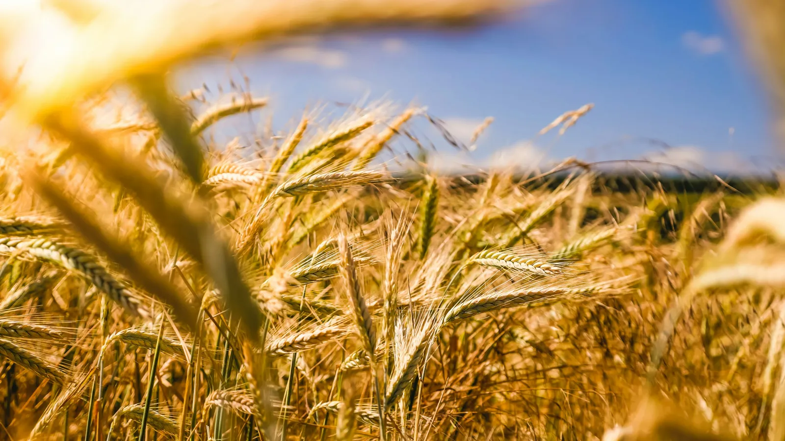 Golden wheat field under bright sunlight with clear blue sky in the background during harvest season.