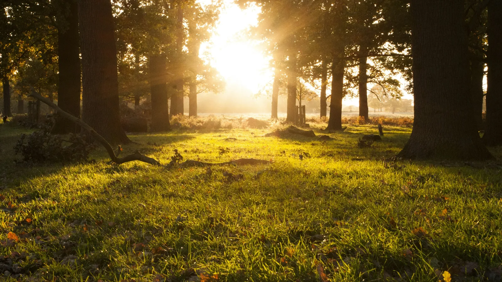 Sunlight streaming through tall trees onto a grassy forest clearing during golden hour.