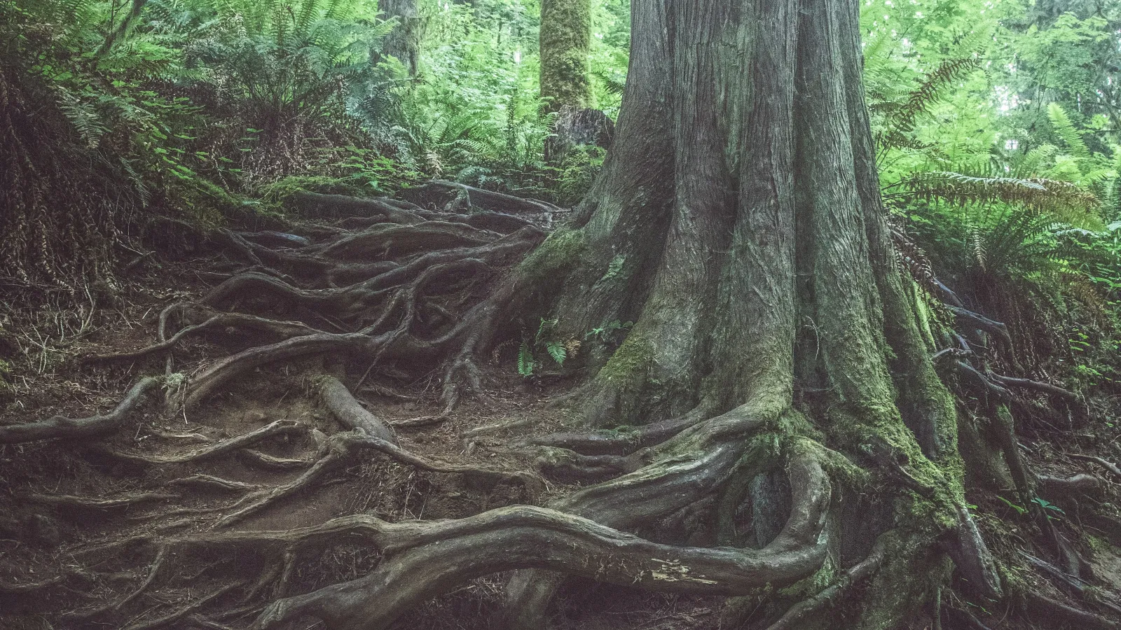 Large tree with extensive exposed roots in a dense green forest under soft natural light