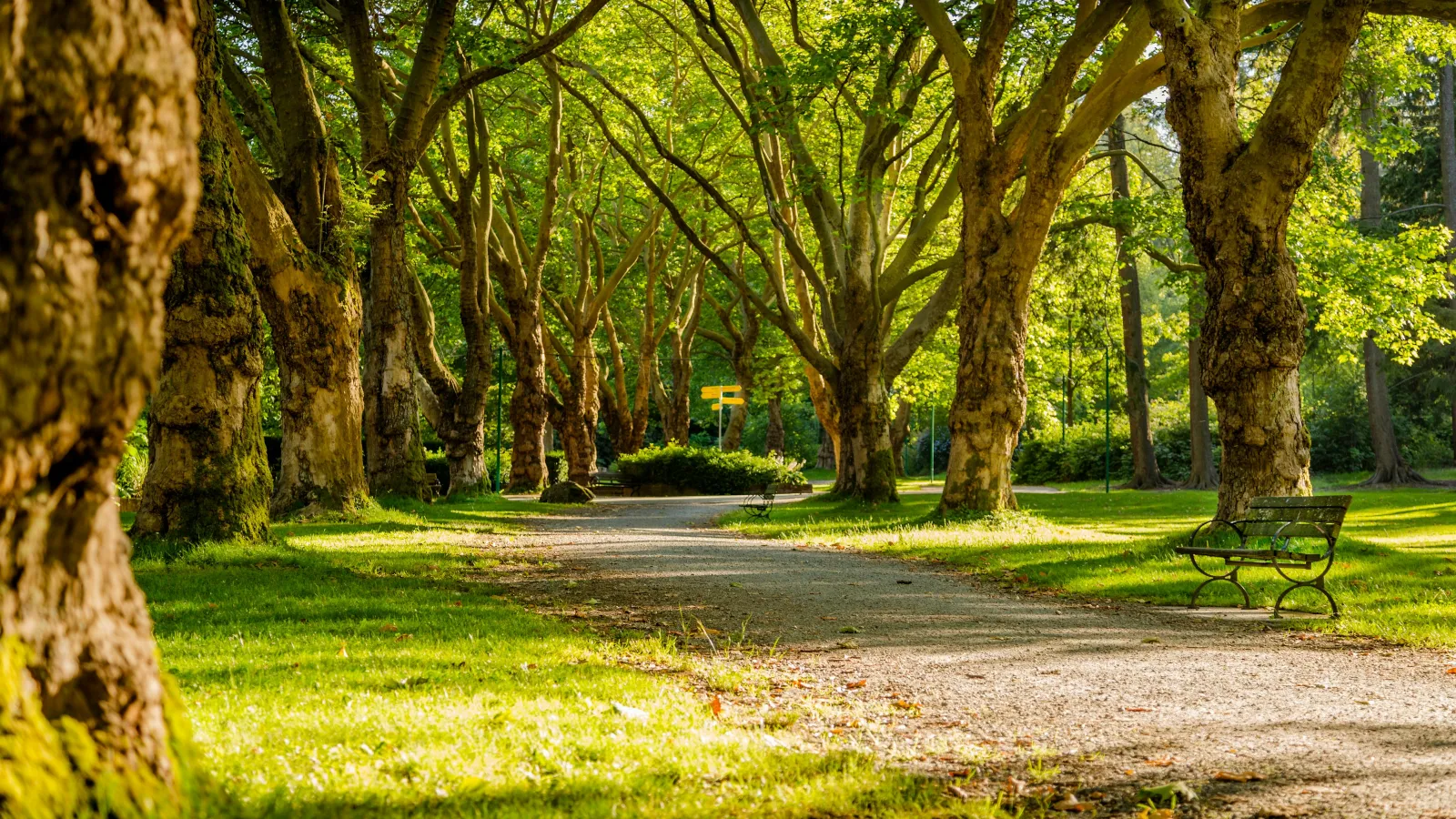 Sunlit park pathway lined with large trees and empty benches on grass under warm golden light.