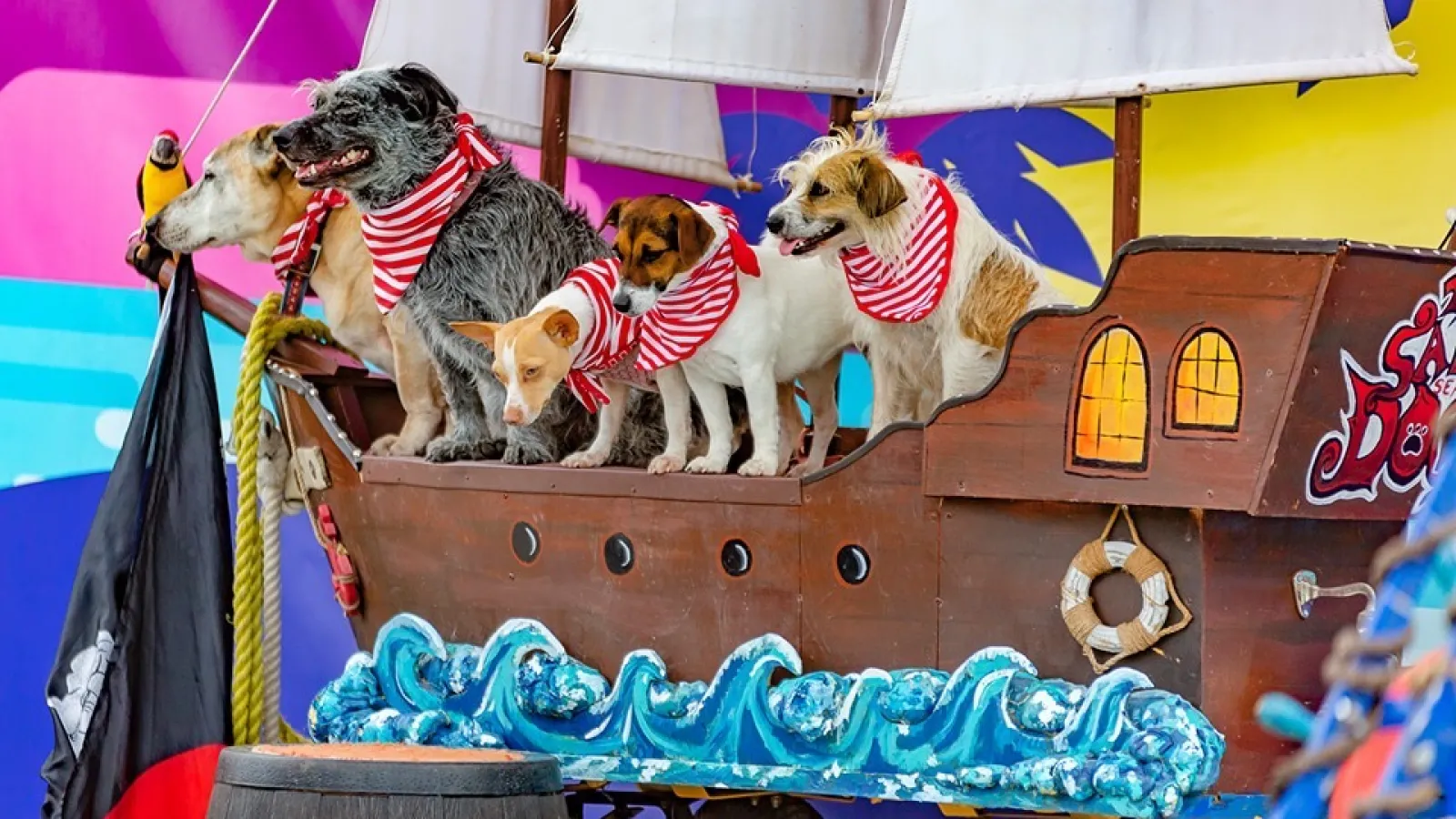 a group of dogs wearing clothing