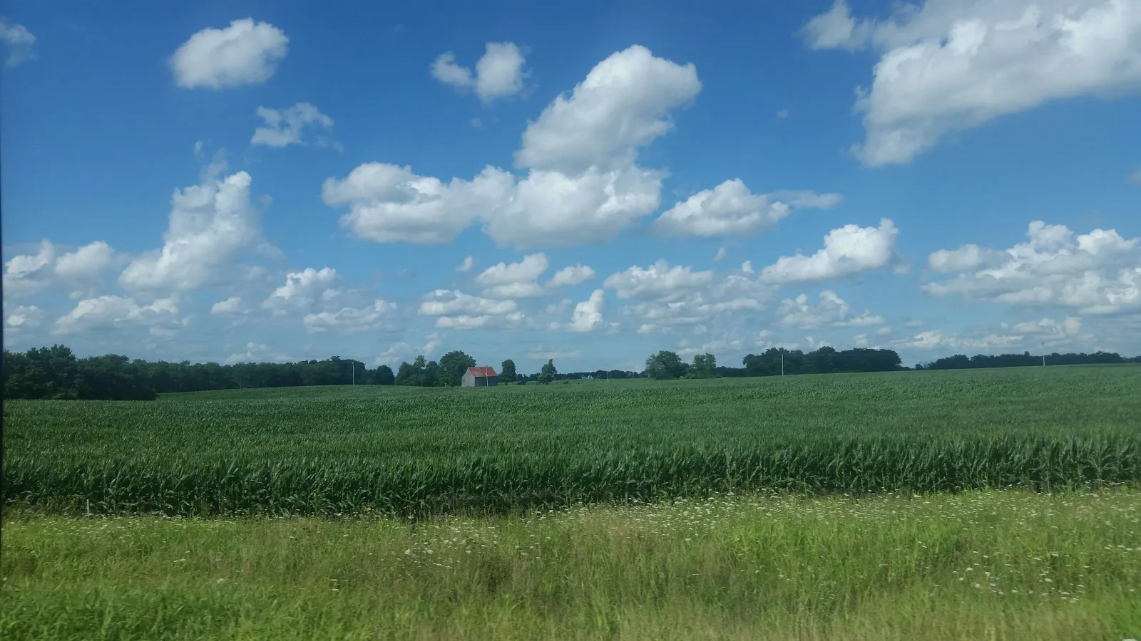 Vast green cornfield under a blue sky with scattered white clouds and distant trees and a small red-roofed structure.