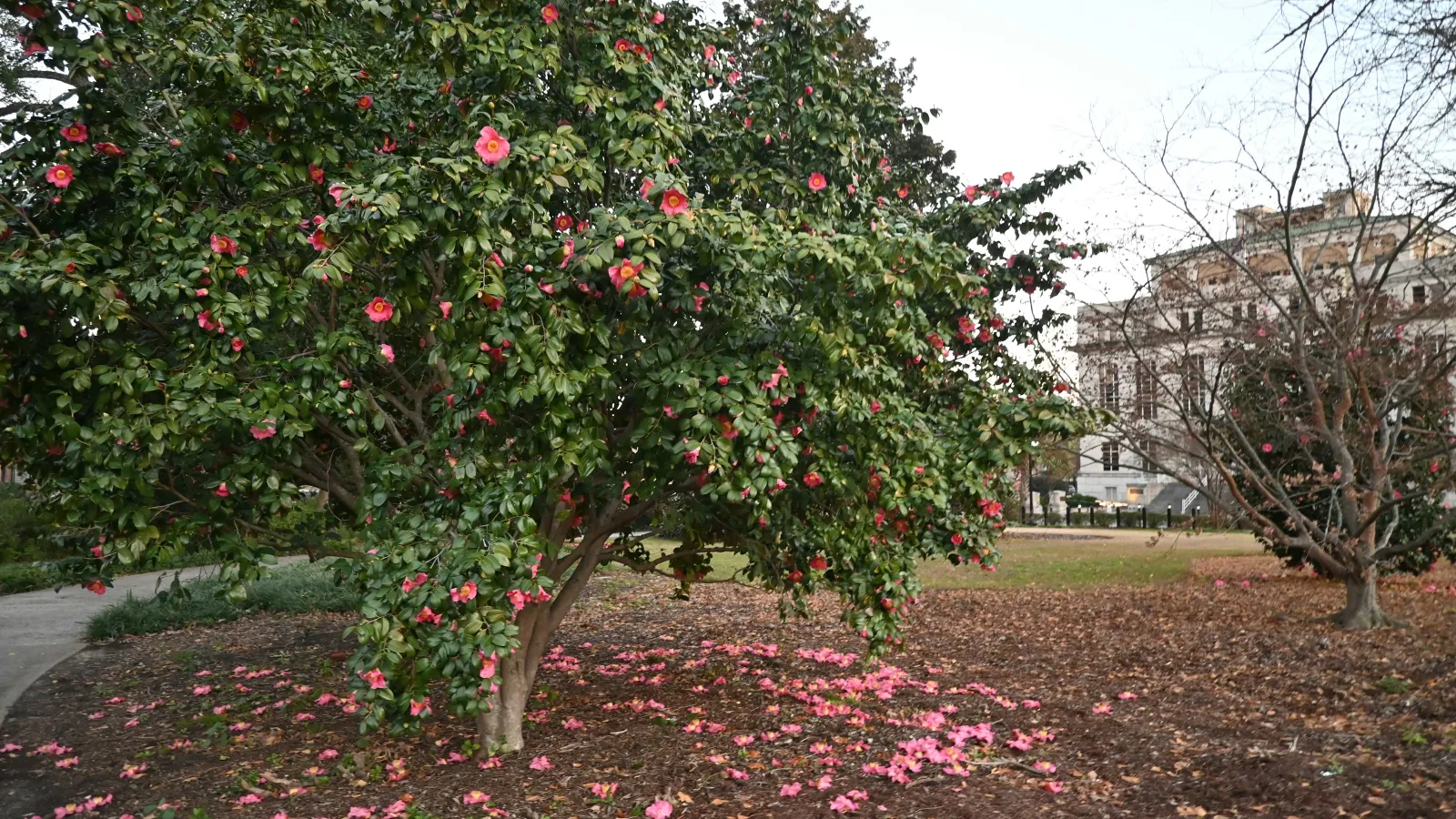 Camellia tree with pink flowers and fallen petals in an urban park near a historic building on a clear day