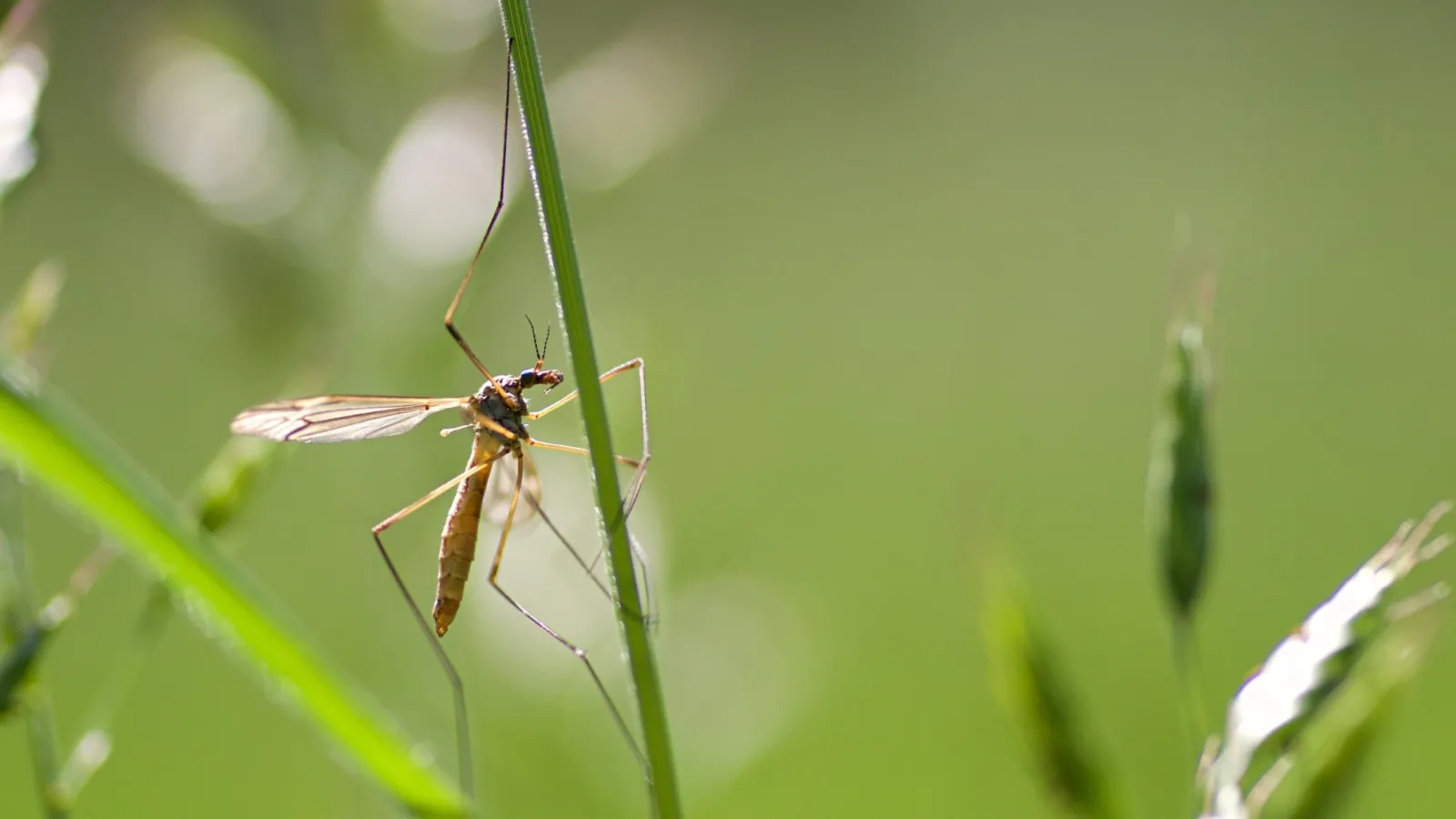 a close up of a mosquito