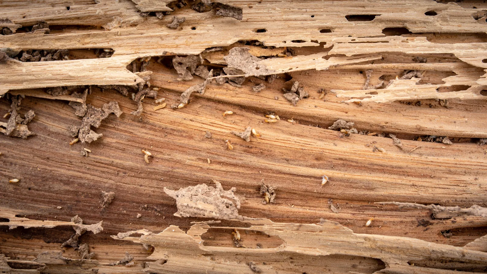 termites