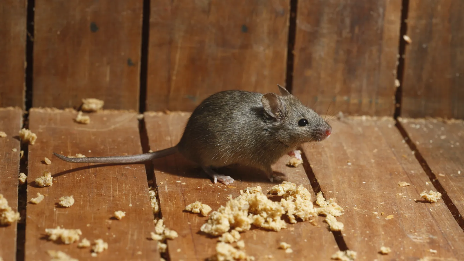 a mouse on a wooden surface