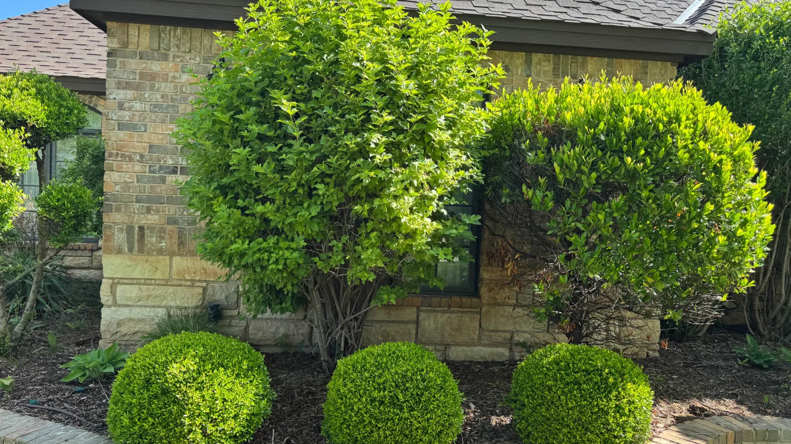 Neatly trimmed spherical and natural shrubbery in front of a brick house with a gray roof under blue sky.