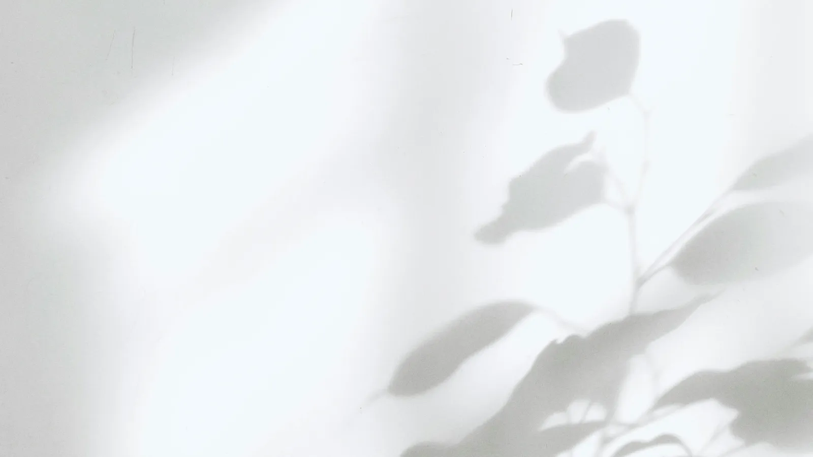 Soft shadows of plant leaves cast on a white wall with bright natural light creating a minimalist scene