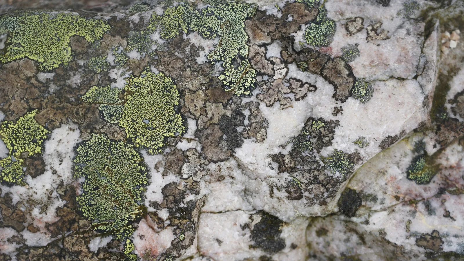 Close-up of green and brown lichen growing on a textured gray and white rock surface outdoors.