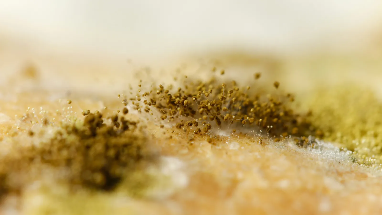 Close-up of brown and yellow mold growing on a surface with fuzzy texture and spore clusters.