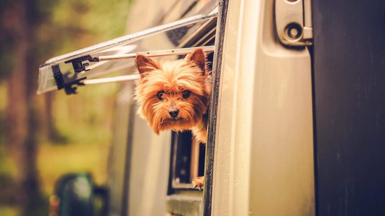 dog peeking out of RV window