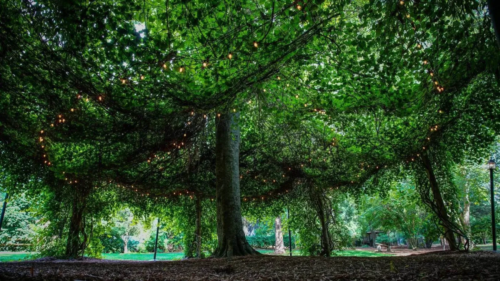 A group of trees with lights on them