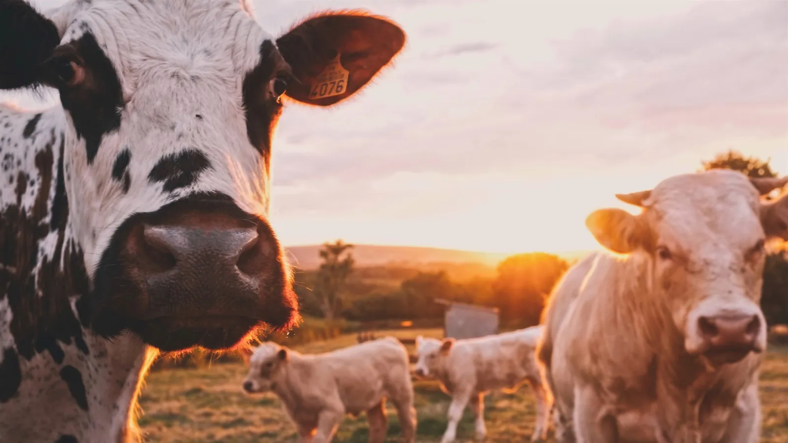 a group of cows in a field