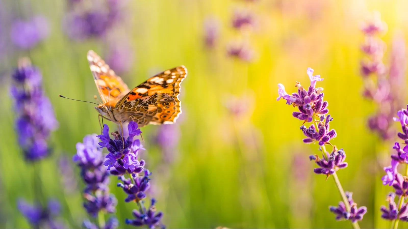 butterflies